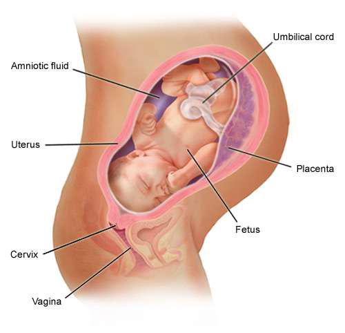 Den niende måneden av svangerskapet for den førstefødte