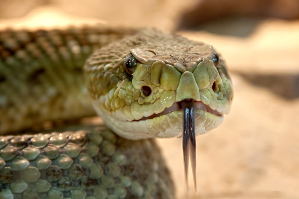 La serpento en sonĝo