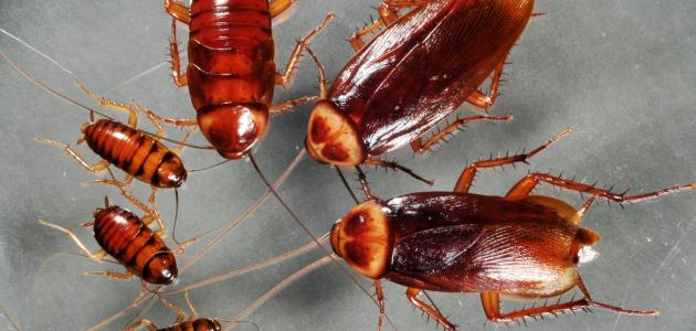 Cockroaches agus seangain ann an aisling
