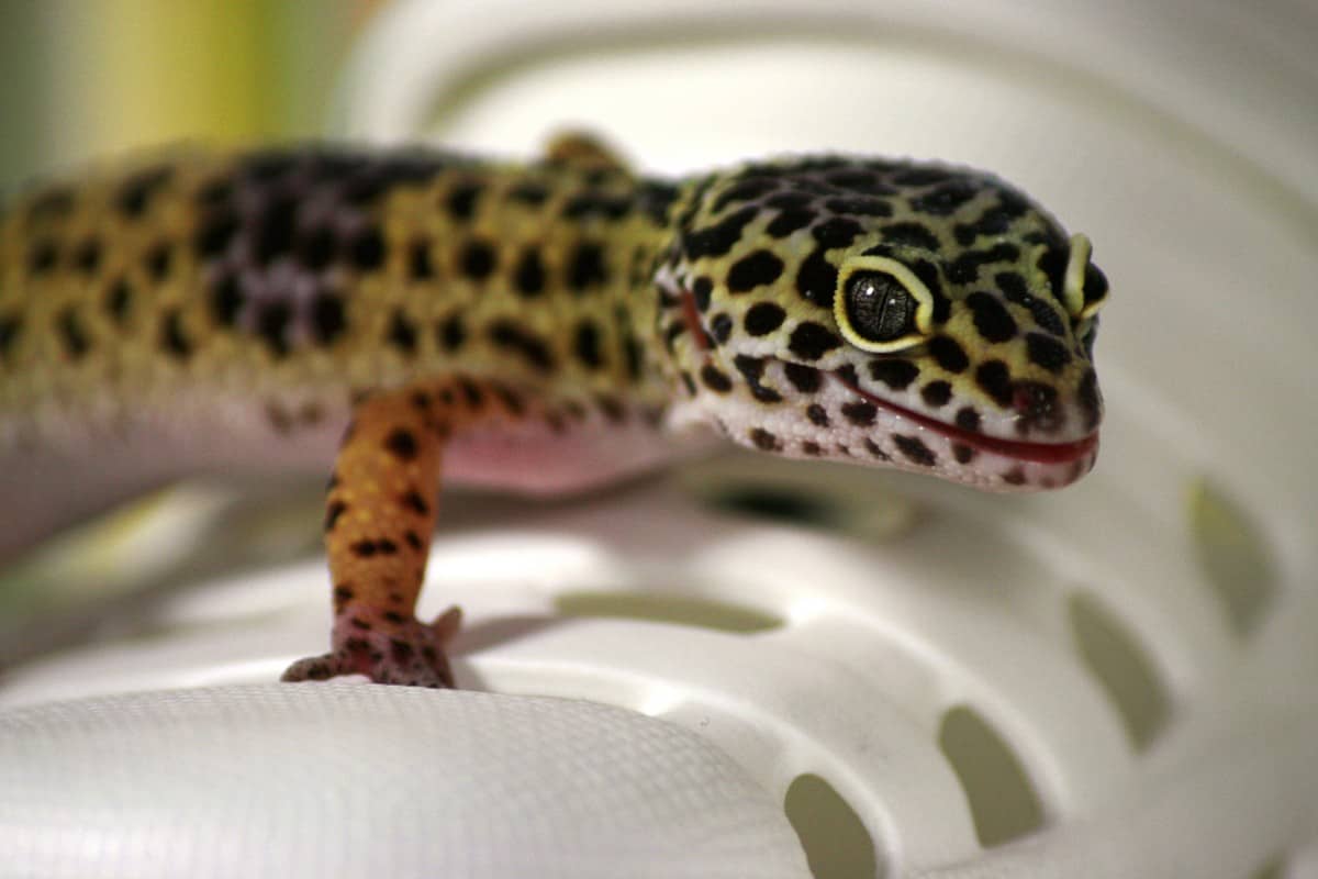 Gecko an engem Dram
