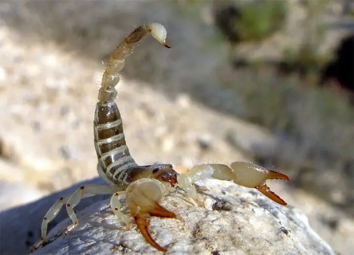 Ukuhunyushwa kwephupho mayelana ne-scorpion emhlophe