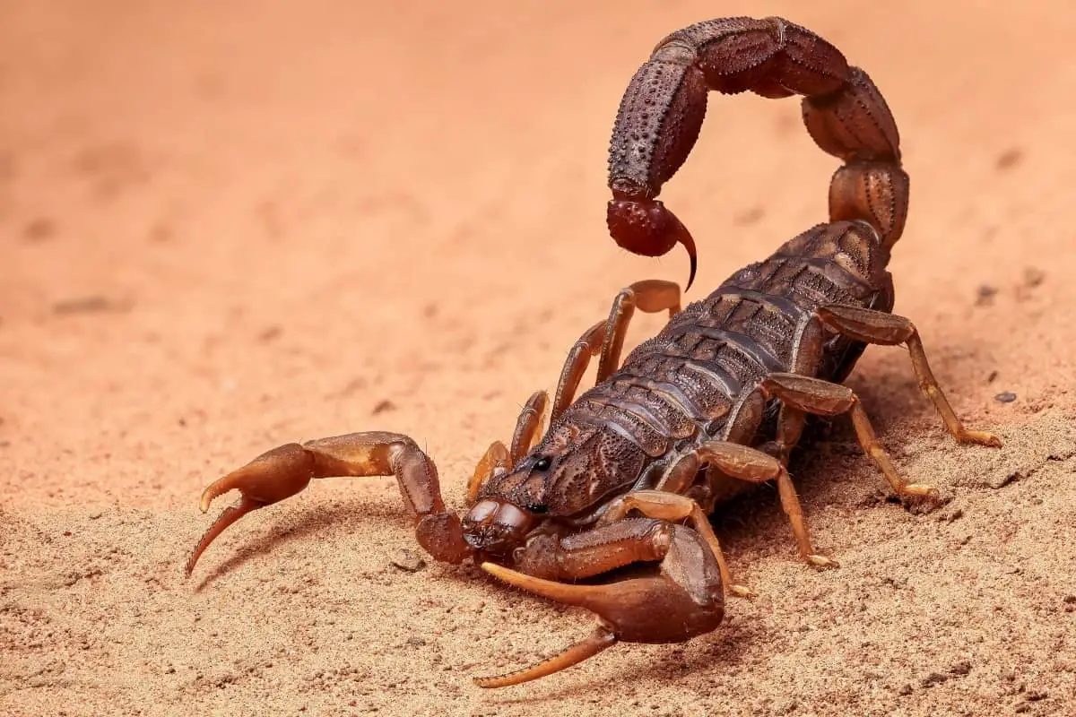 Frykt for en skorpion i en drøm