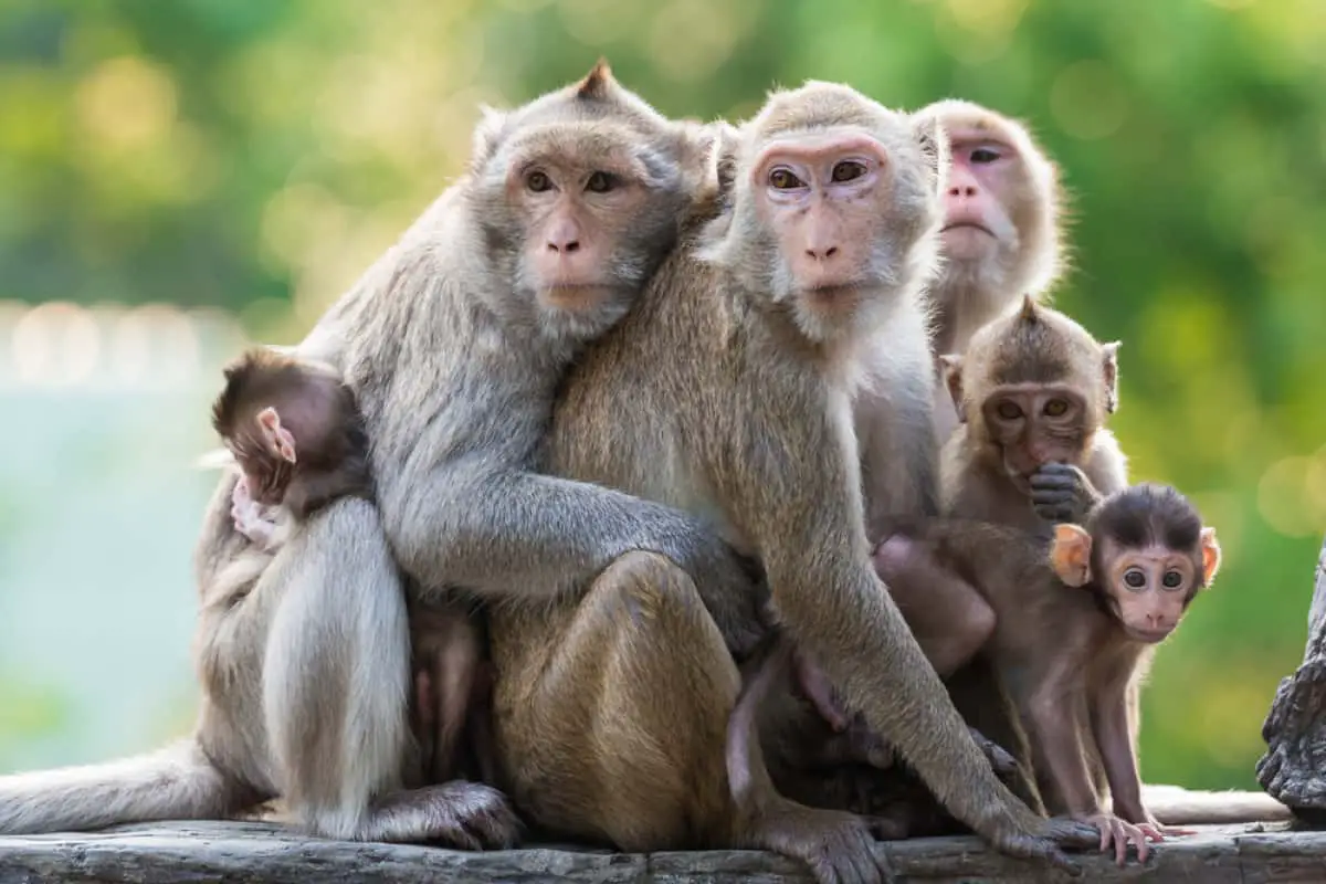 رؤية القرود في المنام - تفسير الاحلام