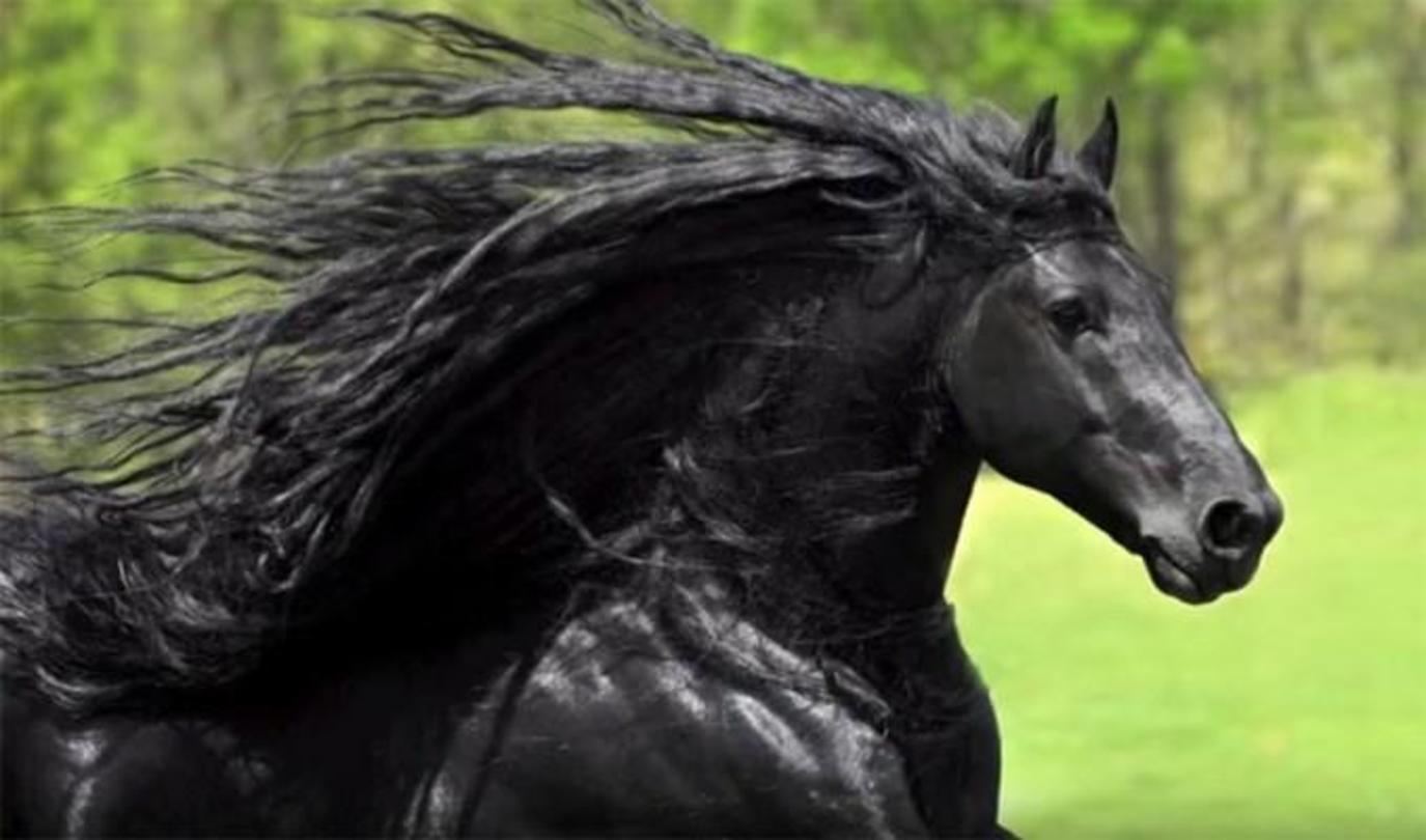 En svart hest i en drøm