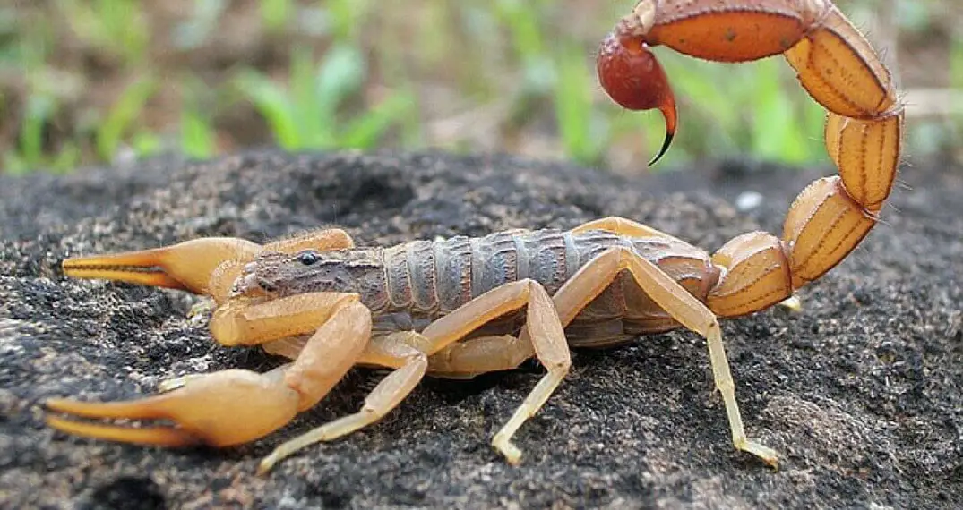 At se en skorpion i en drøm for enlige kvinder