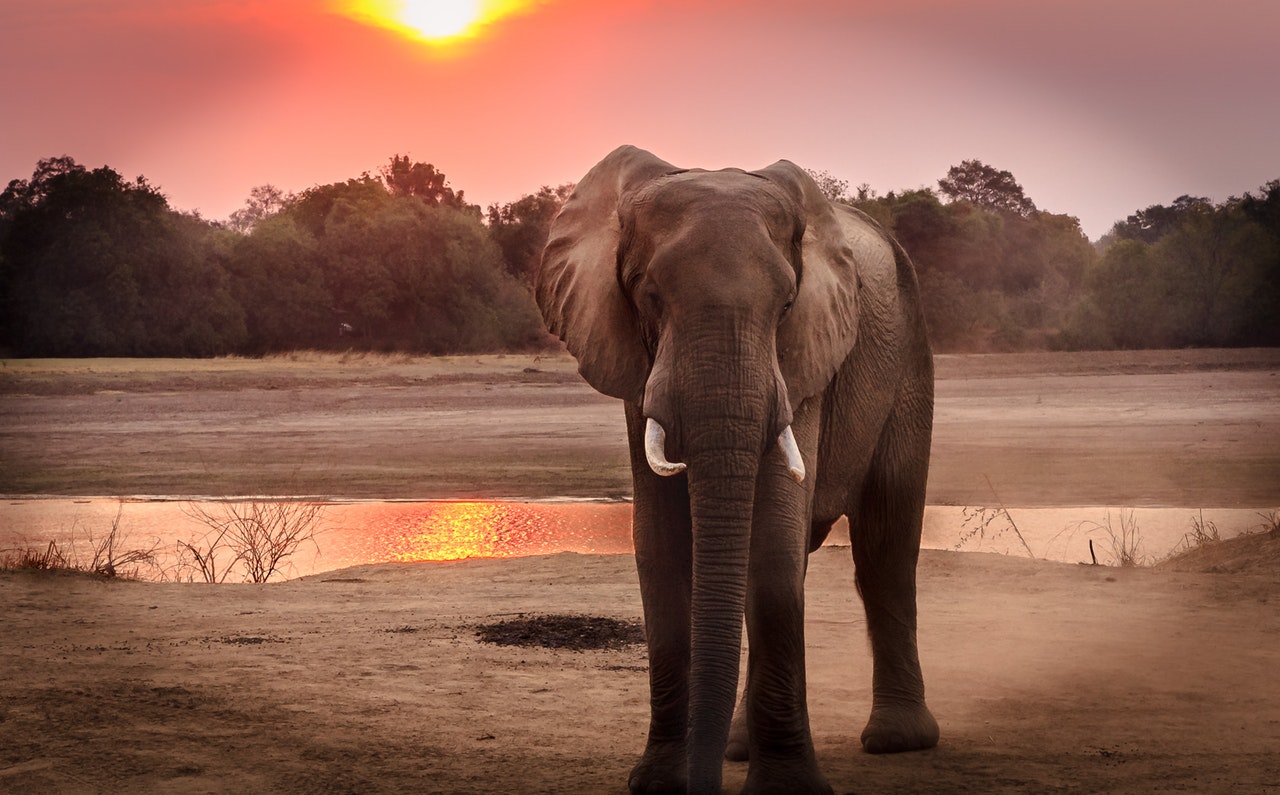 Olifant in een droom - interpretatie van dromen