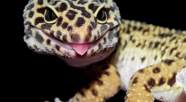 تفسير حلم قتل الوزغ