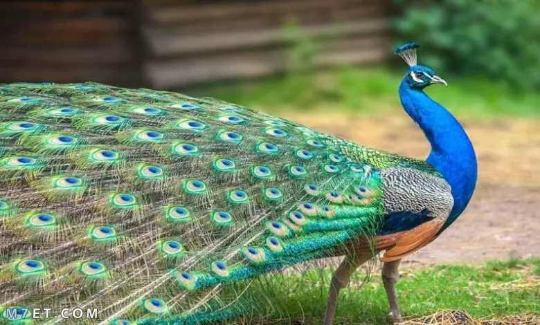 Peacock ann an aisling a