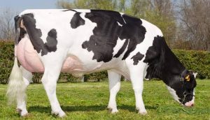 Крава - толкување на соништата