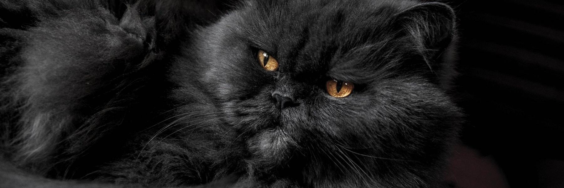 At se en sort kat i en drøm