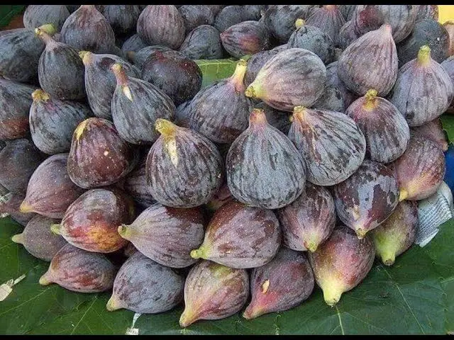 تفسير حلم التين