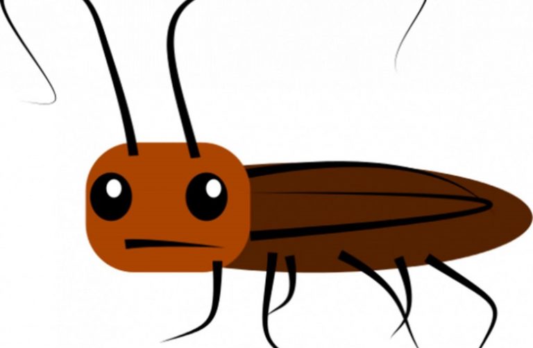 تفسير حلم الصرصور يطير