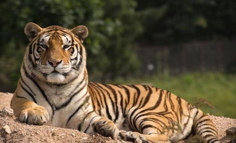 تفسير حلم النمر للعزباء