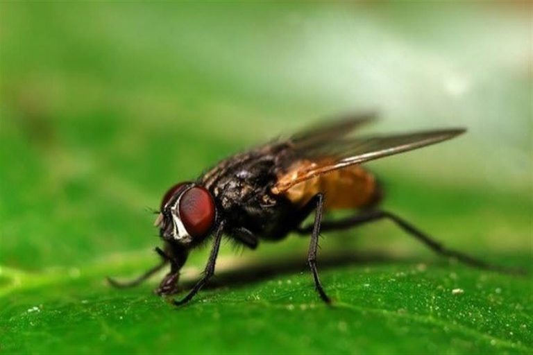 رؤية الذباب في المنام