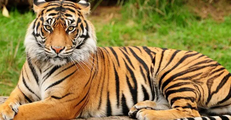 Tiger i en drøm Al-Osaimi