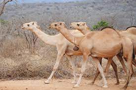 Drømmer om kameler - tolkning av drømmer