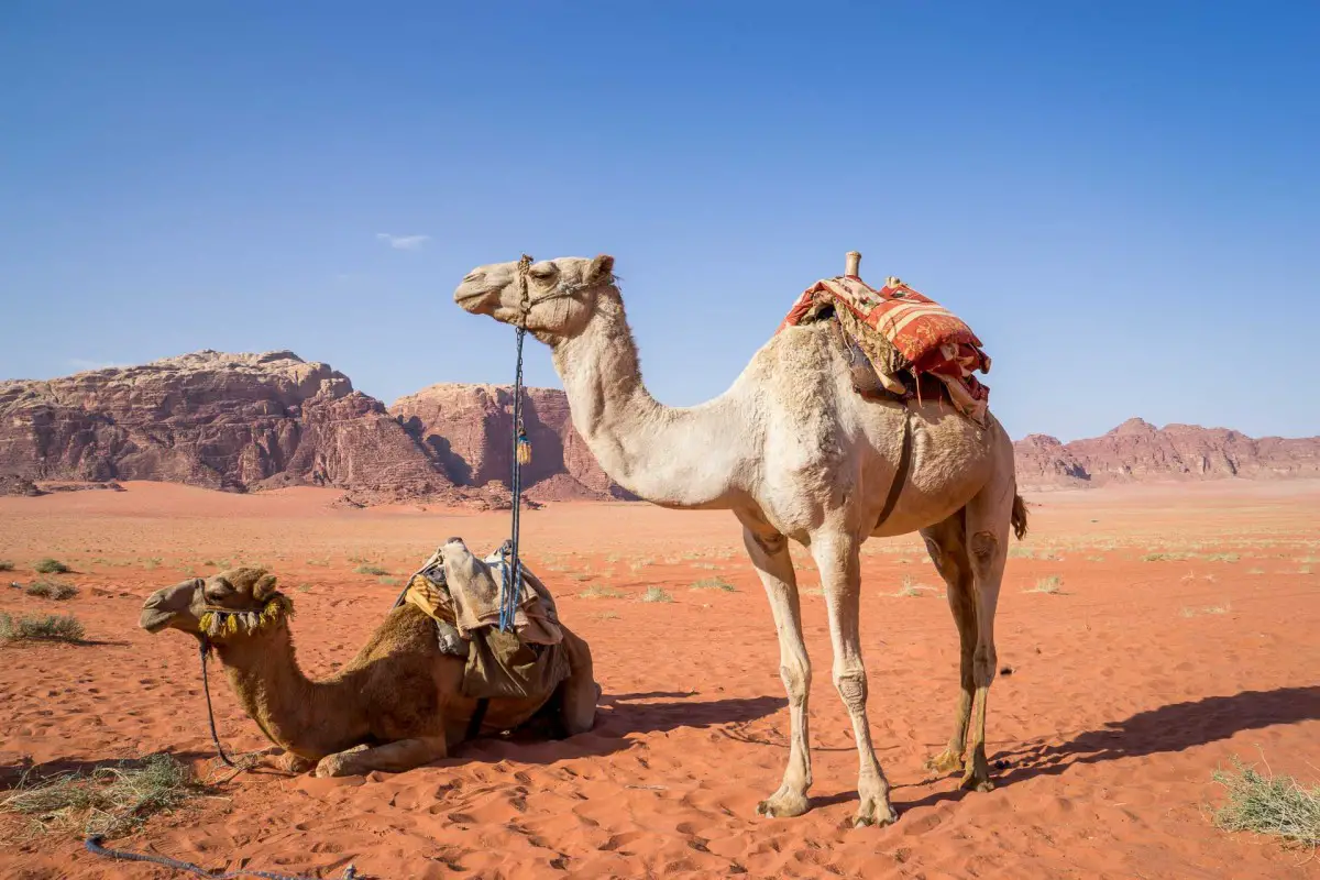Tolkning av en drøm om kameler