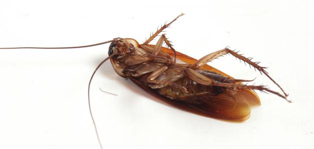 Dromen van kleine kakkerlakken - droominterpretatie
