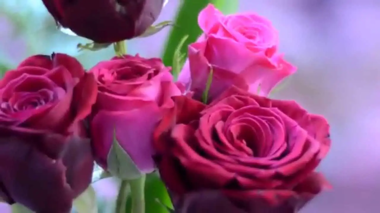 Interpretatie van een droom over roze rozen voor alleenstaande vrouwen