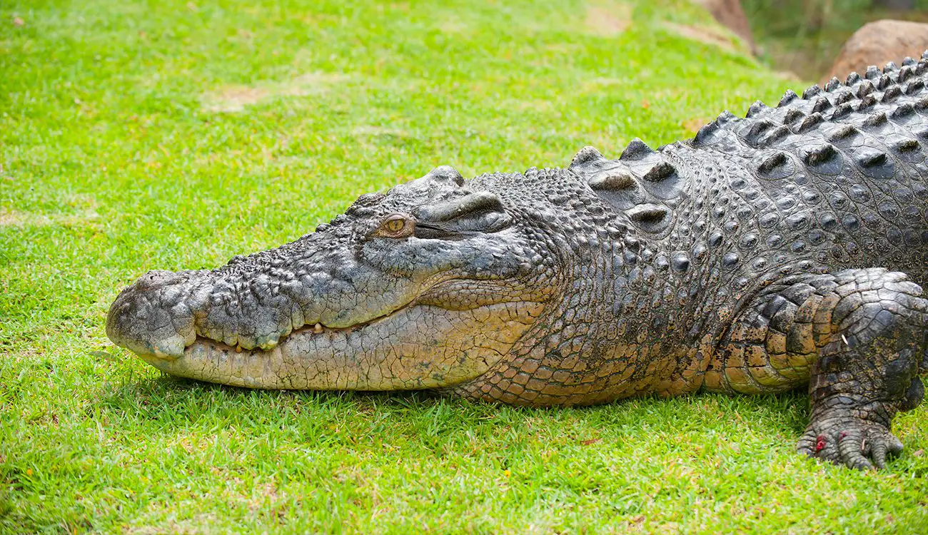 Tumačenje snova vidjeti krokodila u snu