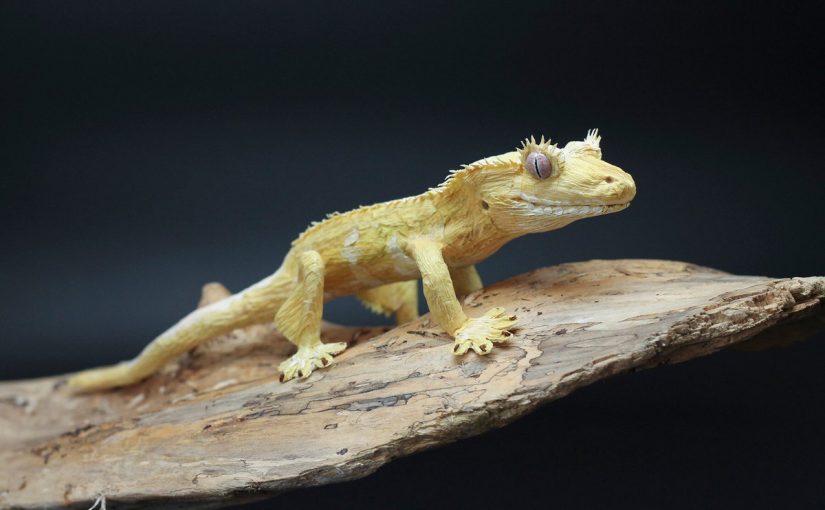 Interpretarea unui vis despre geckos pe corp