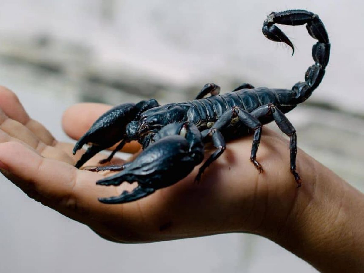Scorpion inoruma muchiroto