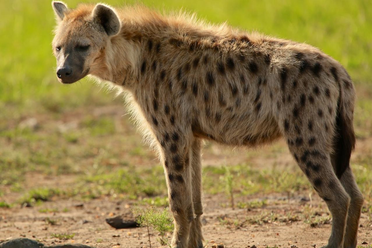 Vidante hienon en sonĝo