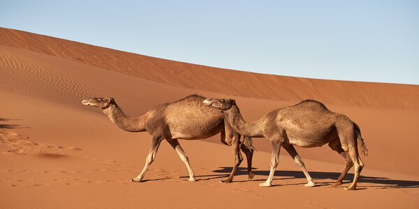 Å se en kamel i en drøm