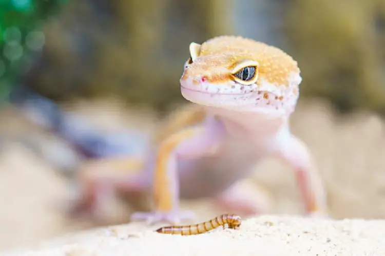 Simbulu Gecko in un sognu