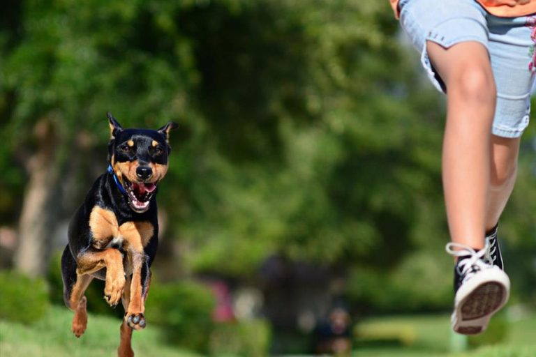 مطاردة الكلاب في المنام