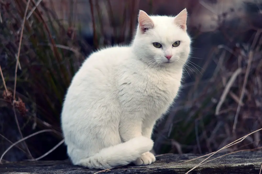 स्वप्नात पांढरी मांजर