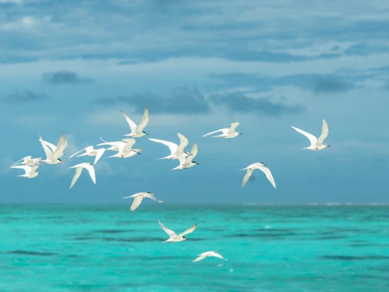 تفسير حلم الطير في المنام