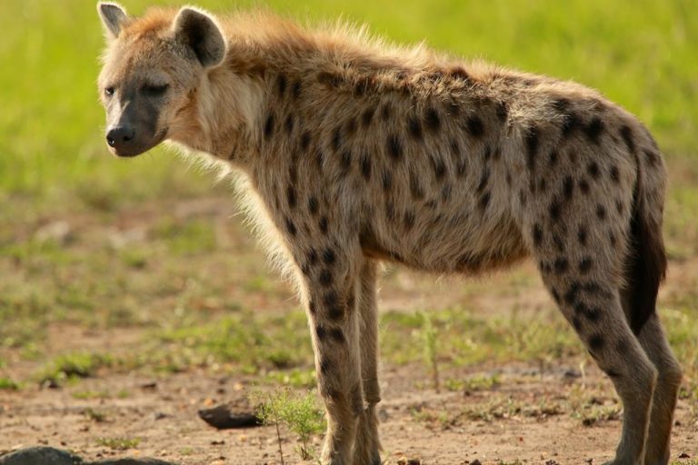 رؤية الضبع في المنام