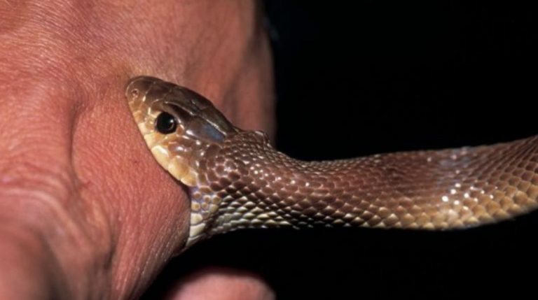 لدغة الثعبان في المنام للمتزوجة