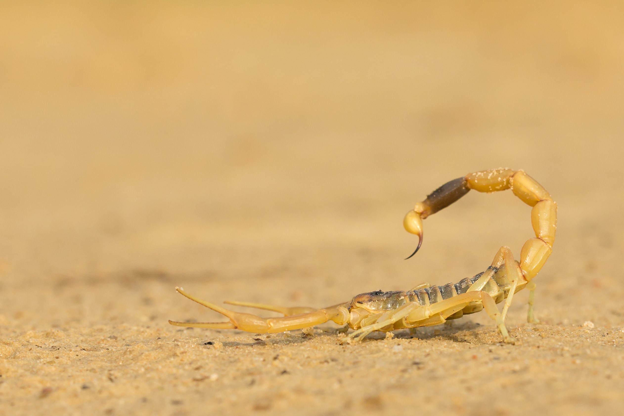 Yellow scorpion yemukadzi akaroorwa