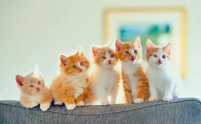 القطط الصغيرة الملونة