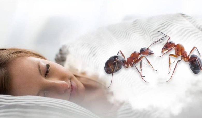 Interpretazione di vede formiche camminendu nantu à u corpu in un sognu