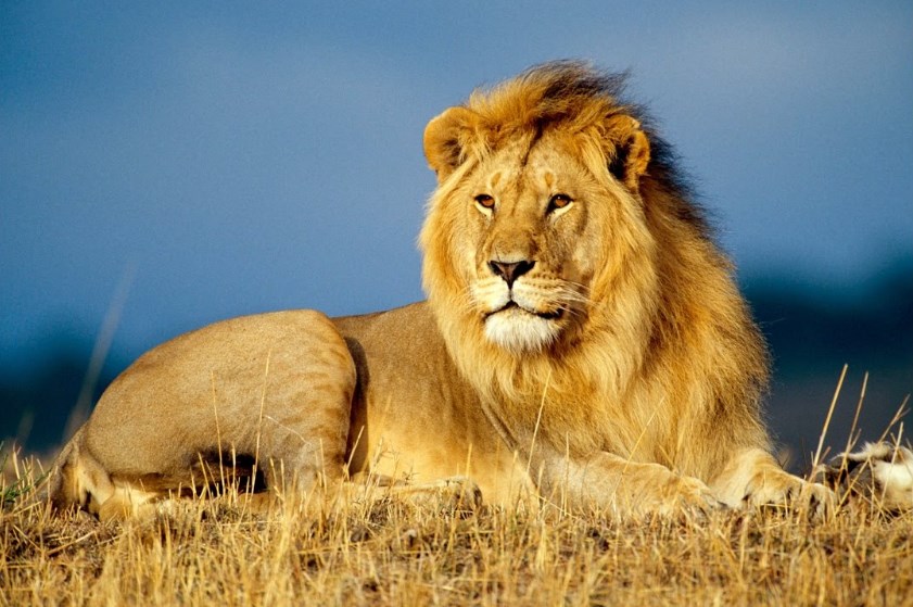 Lion iphupho