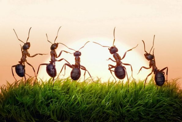 قرص النمل في المنام 