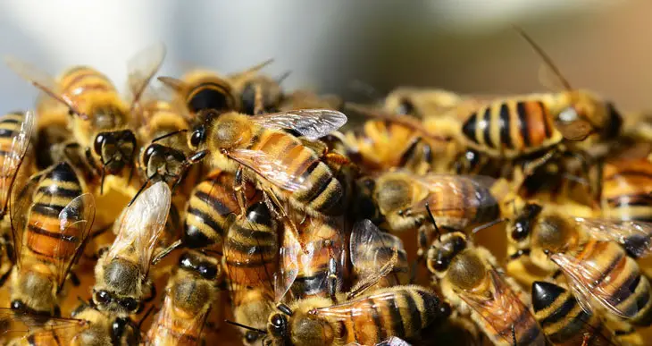 Tolkning av en drøm om bier for enslige kvinner