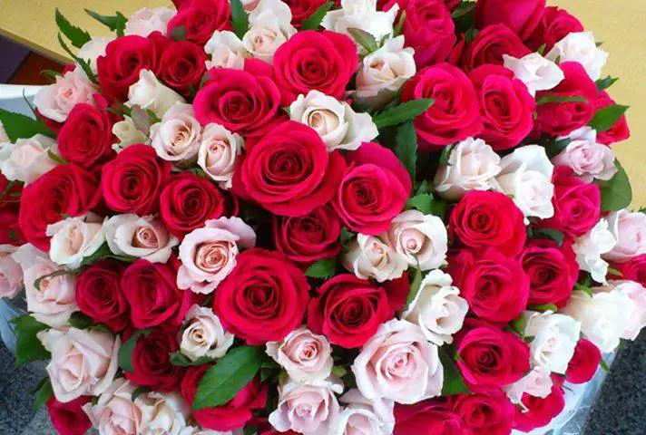 တစ်ကိုယ်ရေအမျိုးသမီးများအတွက် နှင်းဆီပန်းများအကြောင်း အိပ်မက်အဓိပ္ပာယ်ဖွင့်ဆိုချက်