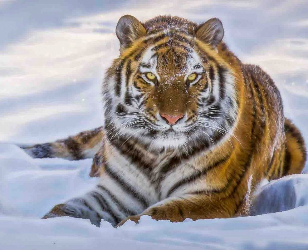 Тумачење сна о тигру за удату жену