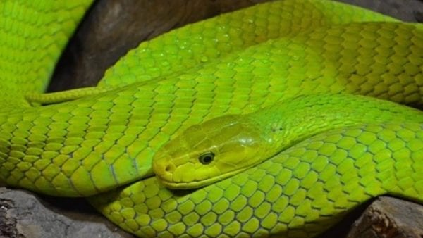 Interpreto de sonĝo pri verda serpento