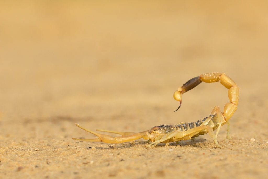 العقرب الصفراء للمتزوجة