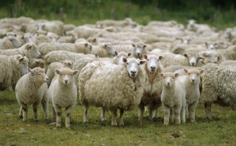 تفسير حلم الغنم البيضاء