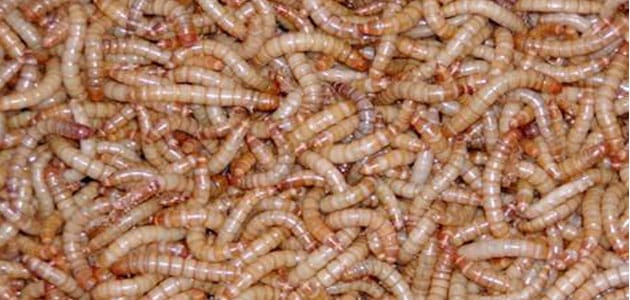 Worms ann an aisling
