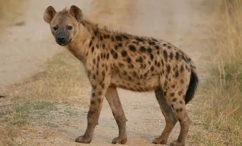 Mharbh mi hyena ann am bruadar