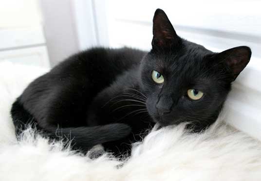 حلم القطة السوداء