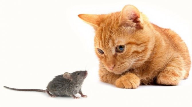  والفئران في المنام - تفسير الاحلام