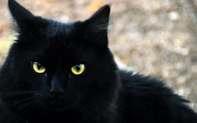 القط الأسود في المنام